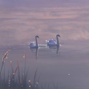 Late morning mist - Swanpool