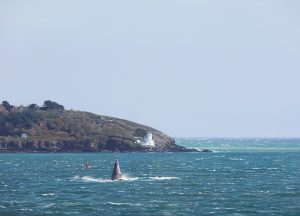 South Easterly - St.Anthony’s & Black Rock